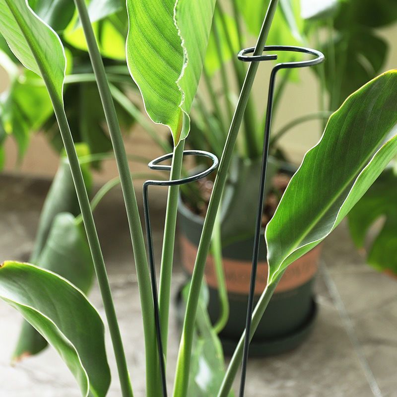 1/10 adet Bahçe Desteği Kazık  - Florist Supply Bulk incelemesi ve fiyatı